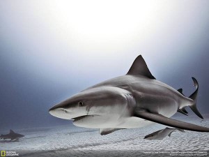 wallpaper-shark-photo-10